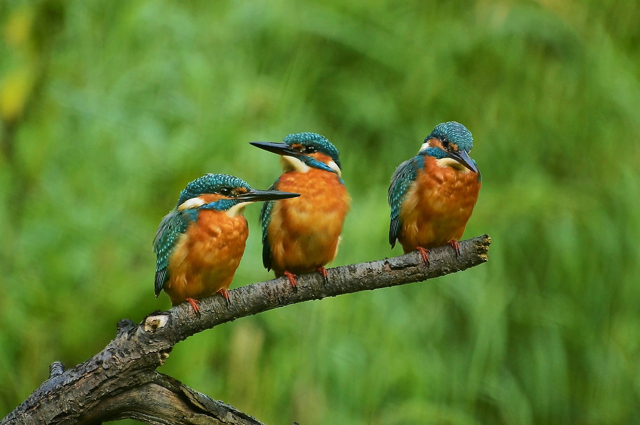 kingfisher, nature, branch-3526165.jpg