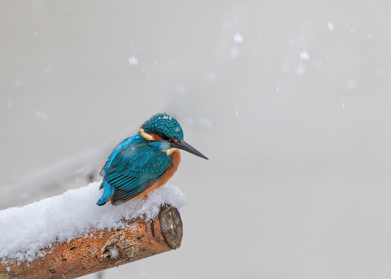 kingfisher, snow, branch-5965475.jpg